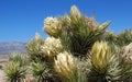 Joshua Tree (Yucca brevifolia) flower.