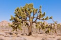 Joshua Tree Yucca brevifolia NP CA US Royalty Free Stock Photo