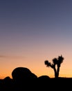 Joshua Tree National Park Sunset Silhouette Royalty Free Stock Photo