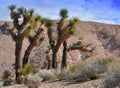 Joshua Trees Royalty Free Stock Photo