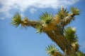 Joshua Trees