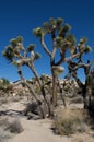 Joshua trees