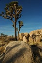 Joshua Trees Royalty Free Stock Photo