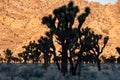 Joshua Trees against a gold-colored rock Royalty Free Stock Photo