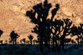 Joshua Trees against a gold-colored rock Royalty Free Stock Photo