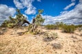 Joshua Trees and blue Arizona skies with clouds Royalty Free Stock Photo