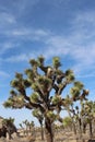 Joshua Trees California Desert Landscape