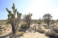 Joshua trees in the California Deserts.