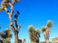 Joshua trees with crows in them in desert landscape with blue skies.