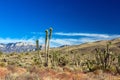 Joshua trees at dawn in the Mojave Desert of southern Nevada