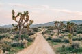 Joshua trees and desert landscape along a dirt road at Pioneertown Mountains Preserve in Rimrock, California Royalty Free Stock Photo