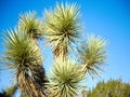 Joshua trees in desert landscape with blue skies.