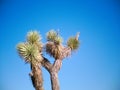 Joshua trees in desert landscape with blue skies.