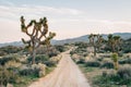 Joshua trees and dirt road in the desert in Rimrock, near Pioneertown, California