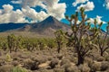 Joshua trees forest in Arizona desert