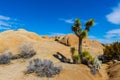 Joshua Trees and Granite Rock Formations on The Split Rock Loop Trail