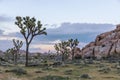 Joshua Trees growing in the desert - Joshua Tree National Park,