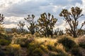 Joshua trees in the heart of Mojave National Preserve