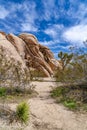 Joshua trees and huge rocks formation against blue sky in Joshua Tree California Royalty Free Stock Photo