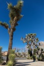 Joshua Tree National Park Royalty Free Stock Photo