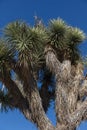 Joshua Tree National Park Royalty Free Stock Photo