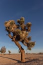 Joshua Tree National Park Royalty Free Stock Photo