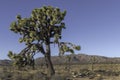 Joshua Trees in Joshua Tree National Park, Twentynine Palms, California Royalty Free Stock Photo