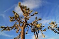 Joshua Trees in the Joshua Tree National Park, USA