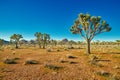 Joshua Trees in the Mojave Desert Royalty Free Stock Photo