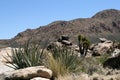 Joshua trees in Mojave Desert, California Royalty Free Stock Photo