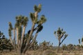 Joshua trees in Mojave Desert, California Royalty Free Stock Photo