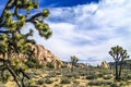 Joshua Trees in the Mojave Desert