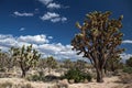 Joshua Trees