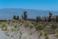 Joshua trees, Mount Charleston, Nevada Royalty Free Stock Photo