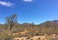 Joshua trees of Mojave Desert California Royalty Free Stock Photo