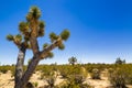 Joshua trees near Las Vegas, Nevada