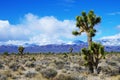 Joshua Trees in Nevada