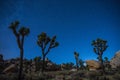 Joshua trees at night