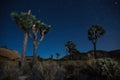 Joshua trees at night