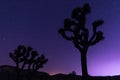 Joshua trees at night