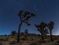 Joshua trees at night