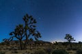 Joshua trees at night