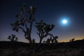 Joshua trees at night