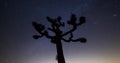 Joshua trees night timelapse