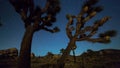 Joshua trees night timelapse