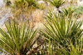 Young Joshua Trees Growing in the Desert Royalty Free Stock Photo