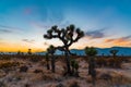 Joshua trees at a scenic sunset in the Mojave Desert Royalty Free Stock Photo