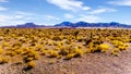 Joshua Trees in the semi desert landscape along the Great Basin Highway, Nevada SR 95 Royalty Free Stock Photo