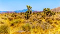 Joshua Trees in the semi desert landscape along the Great Basin Highway, Nevada SR 95, between Panaca and Area 51 in Nevada Royalty Free Stock Photo