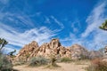 Joshua trees shrubs and giant rocks at Joshua Tree National Park in California Royalty Free Stock Photo